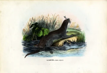 Loutre de rivière eurasienne, 1863-79